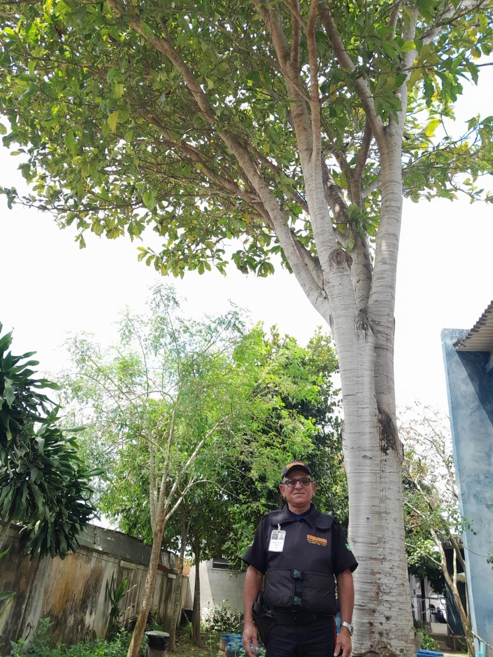 A árvore jenipapeiro plantada pelo servidor Osvaldo Dos Santos Souza
