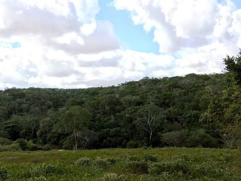 Área destinada a criação da Reserva Particular do Patrimônio Natural (RPPN)